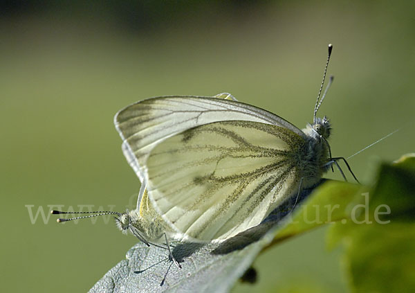 Rapsweißling (Pieris napi)