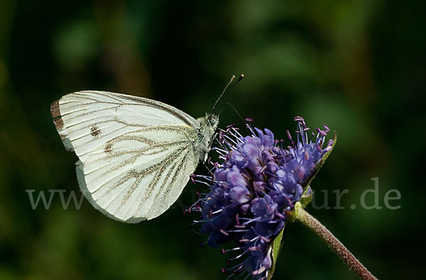 Rapsweißling (Pieris napi)