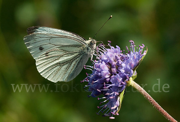 Rapsweißling (Pieris napi)