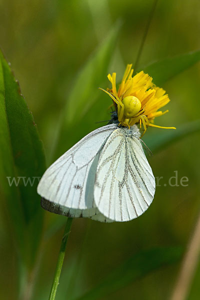 Rapsweißling (Pieris napi)