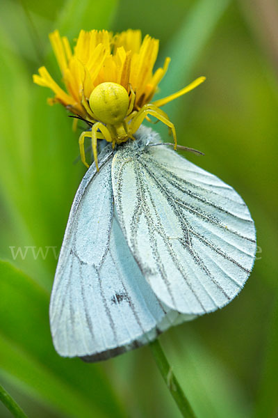 Rapsweißling (Pieris napi)