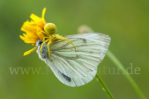 Rapsweißling (Pieris napi)