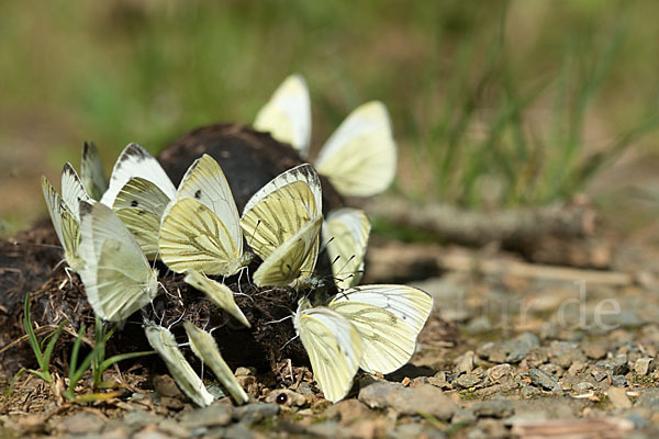 Rapsweißling (Pieris napi)