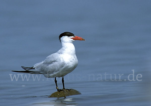 Raubseeschwalbe (Sterna caspia)