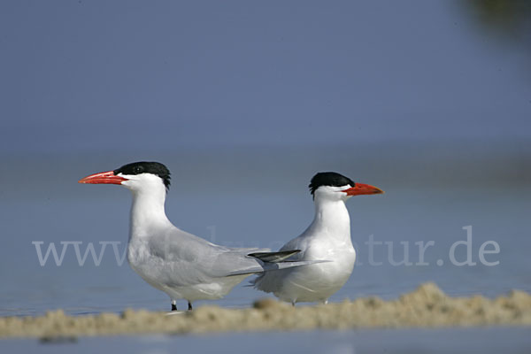 Raubseeschwalbe (Sterna caspia)