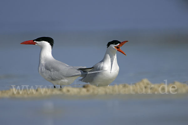 Raubseeschwalbe (Sterna caspia)