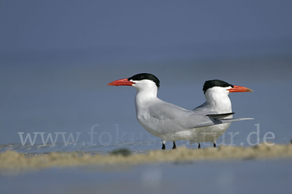 Raubseeschwalbe (Sterna caspia)