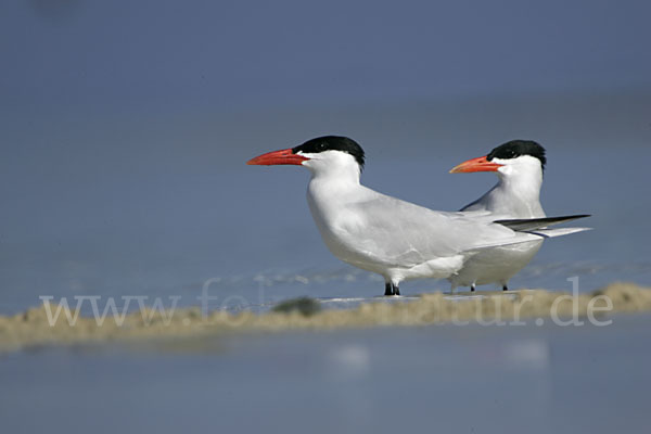 Raubseeschwalbe (Sterna caspia)