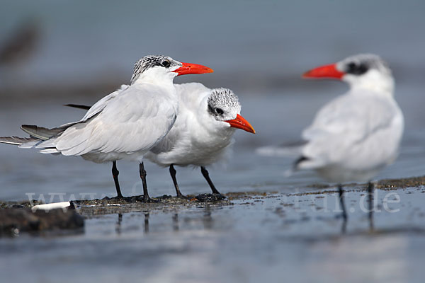 Raubseeschwalbe (Sterna caspia)