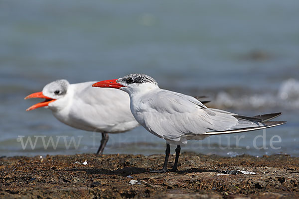 Raubseeschwalbe (Sterna caspia)