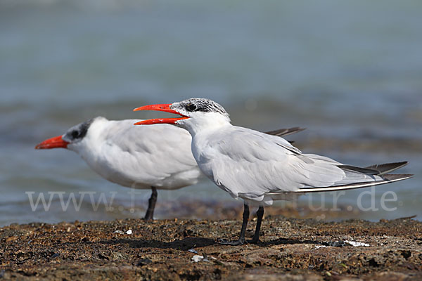 Raubseeschwalbe (Sterna caspia)