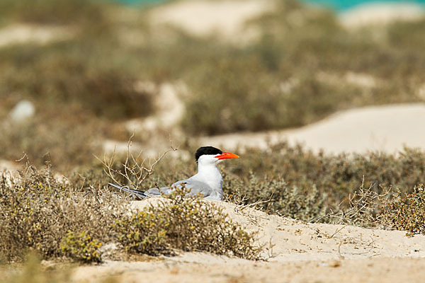 Raubseeschwalbe (Sterna caspia)