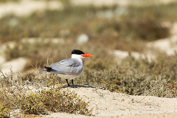 Raubseeschwalbe (Sterna caspia)