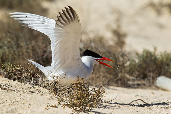 Raubseeschwalbe (Sterna caspia)