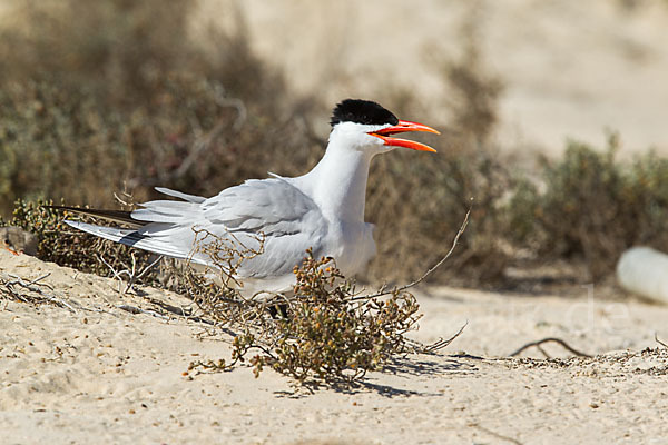 Raubseeschwalbe (Sterna caspia)