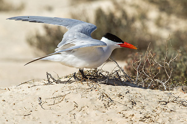 Raubseeschwalbe (Sterna caspia)