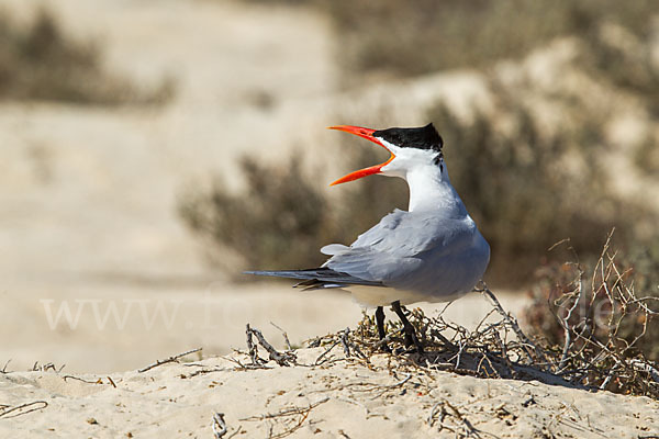 Raubseeschwalbe (Sterna caspia)