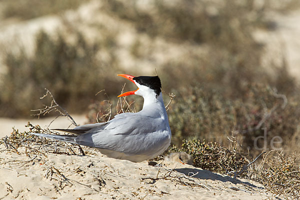 Raubseeschwalbe (Sterna caspia)