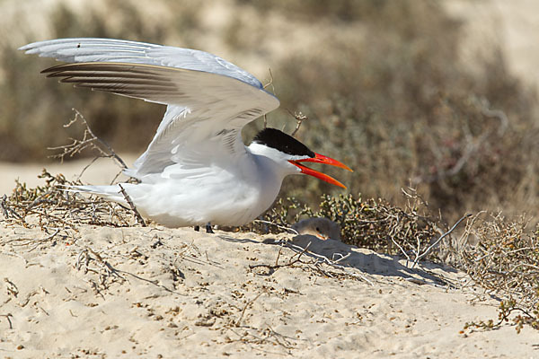 Raubseeschwalbe (Sterna caspia)