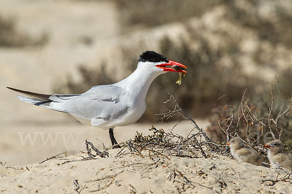 Raubseeschwalbe (Sterna caspia)