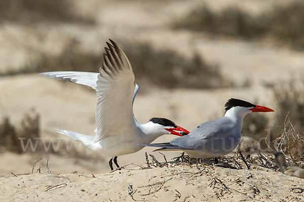 Raubseeschwalbe (Sterna caspia)