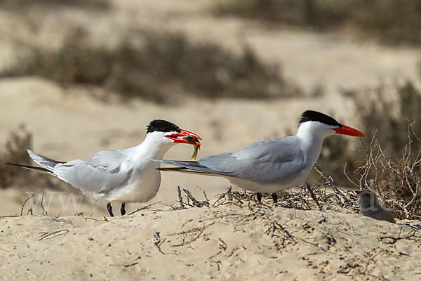 Raubseeschwalbe (Sterna caspia)