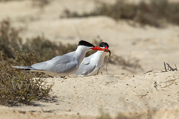 Raubseeschwalbe (Sterna caspia)