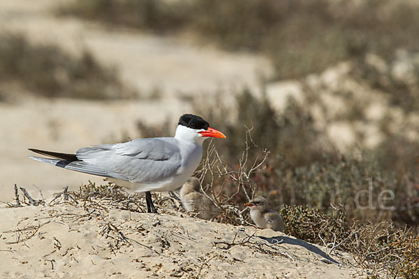 Raubseeschwalbe (Sterna caspia)