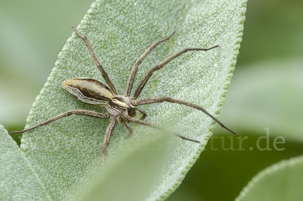 Raubspinne spec. (Pisaura  mirabilis)