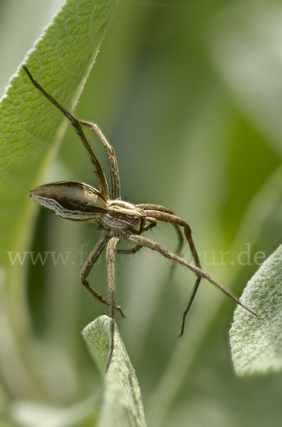 Raubspinne spec. (Pisaura  mirabilis)