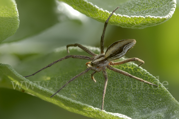 Raubspinne spec. (Pisaura  mirabilis)