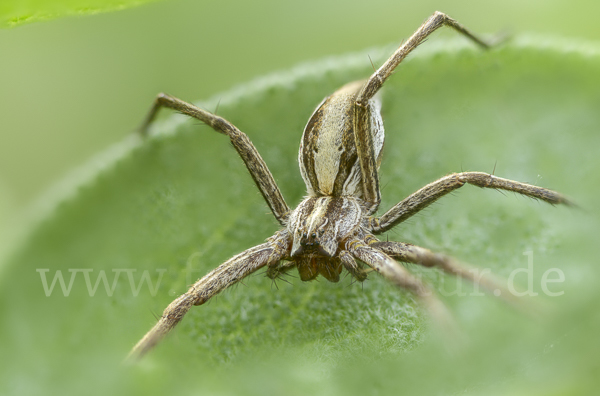 Raubspinne spec. (Pisaura  mirabilis)