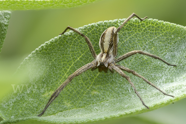 Raubspinne spec. (Pisaura  mirabilis)