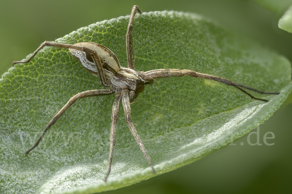 Raubspinne spec. (Pisaura  mirabilis)