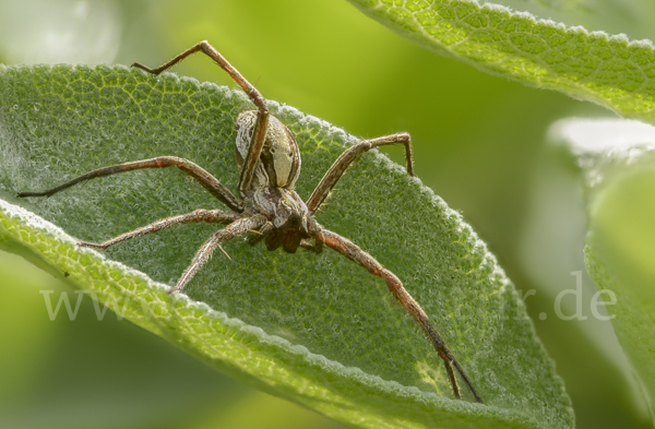 Raubspinne spec. (Pisaura  mirabilis)