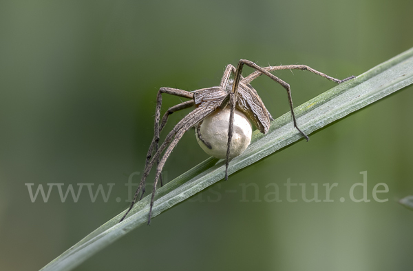 Raubspinne spec. (Pisaura  mirabilis)