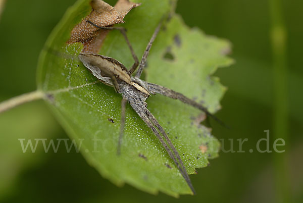 Raubspinne spec. (Pisaura  mirabilis)