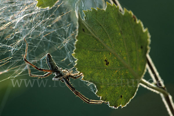 Raubspinne spec. (Pisaura  mirabilis)