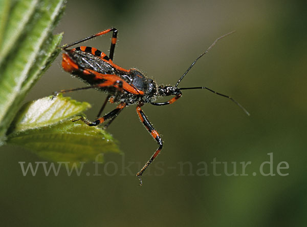 Raubwanze (Rhinocoris spec.)