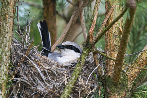 Raubwürger (Lanius excubitor)