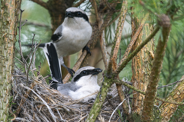 Raubwürger (Lanius excubitor)