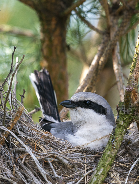 Raubwürger (Lanius excubitor)