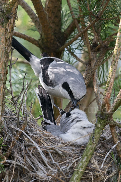 Raubwürger (Lanius excubitor)