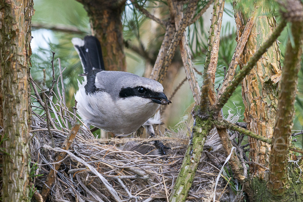 Raubwürger (Lanius excubitor)