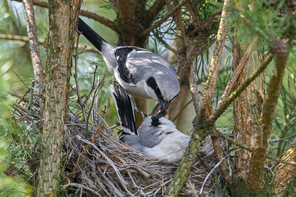 Raubwürger (Lanius excubitor)