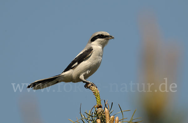 Raubwürger (Lanius excubitor koenigi)