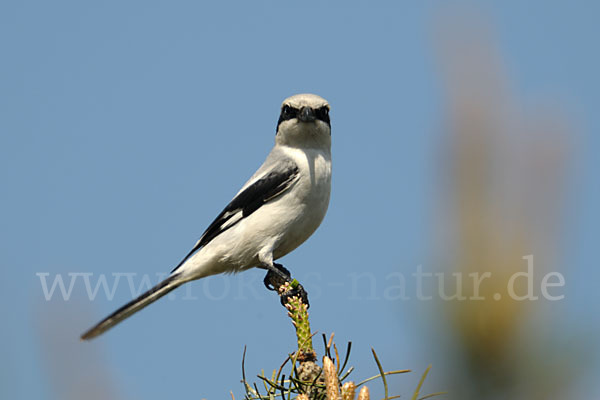 Raubwürger (Lanius excubitor koenigi)