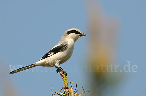 Raubwürger (Lanius excubitor koenigi)