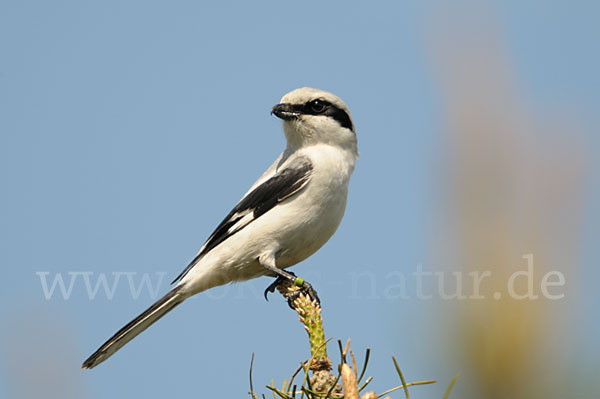 Raubwürger (Lanius excubitor koenigi)