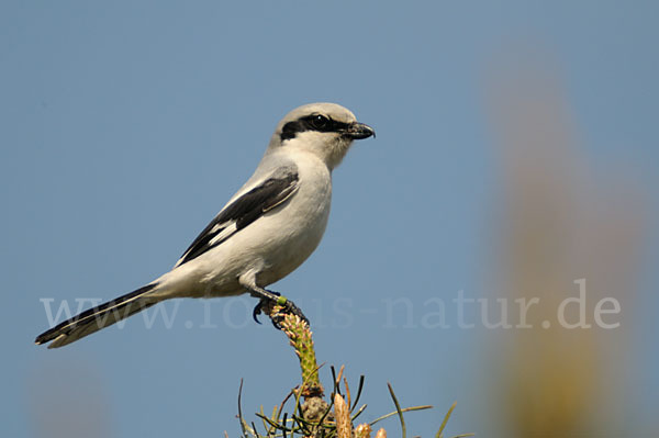 Raubwürger (Lanius excubitor koenigi)